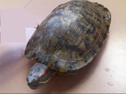 世界上最大的巴西龟有多大?