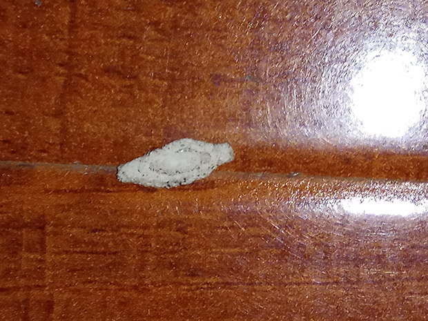 在地上爬的小虫,好像吃灰尘,白色外壳,是什么虫